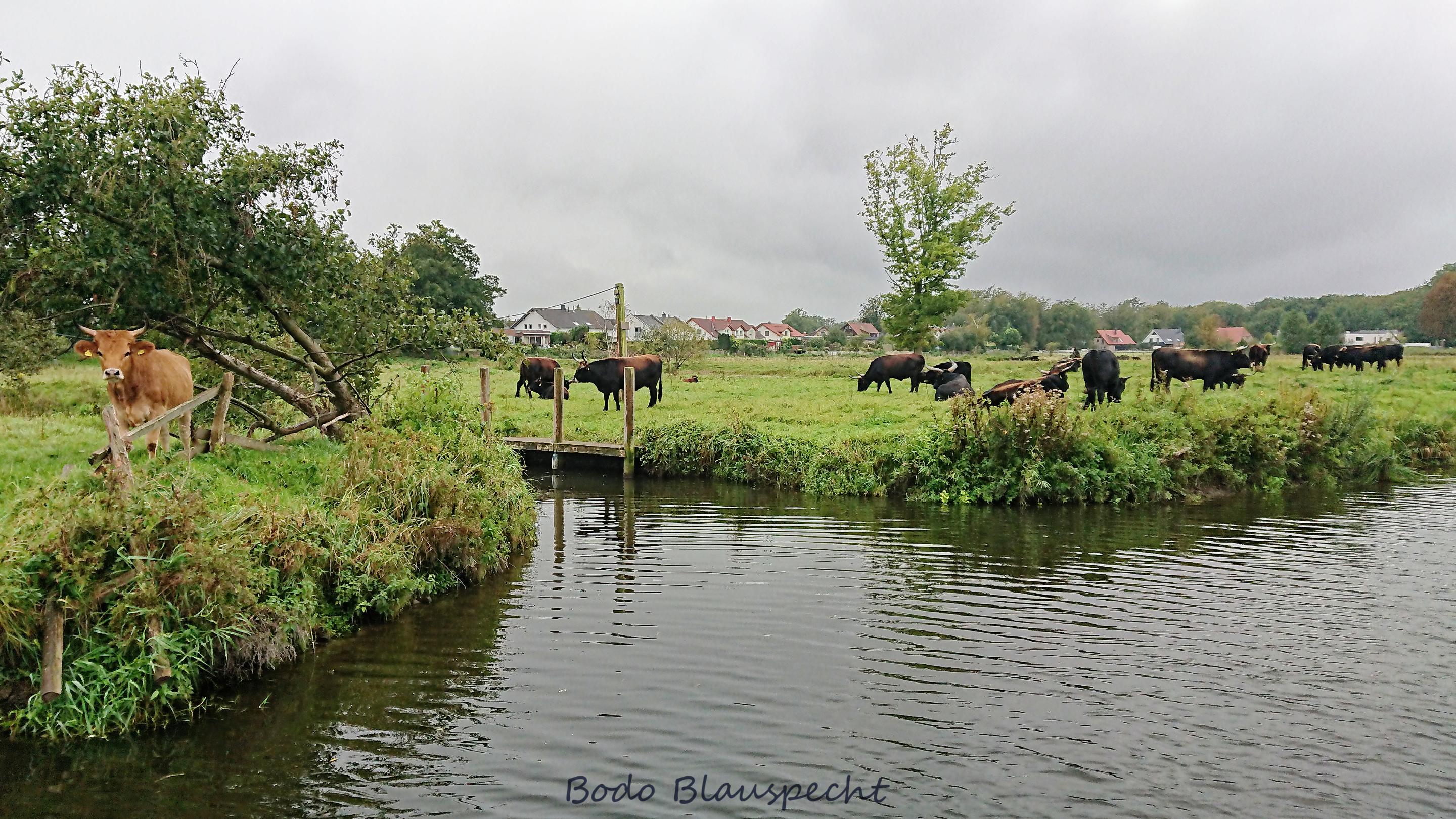 Landschaft   Tiere   Steveraue   2023.10.08 10.25 108 HQ